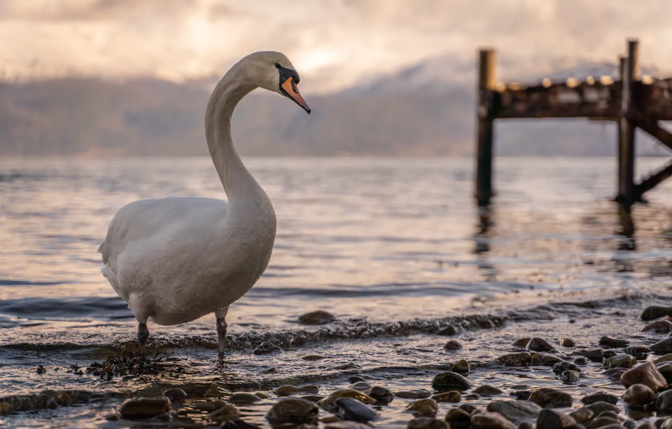 Photo wallpaper bird, Norway, Swan, the fjord