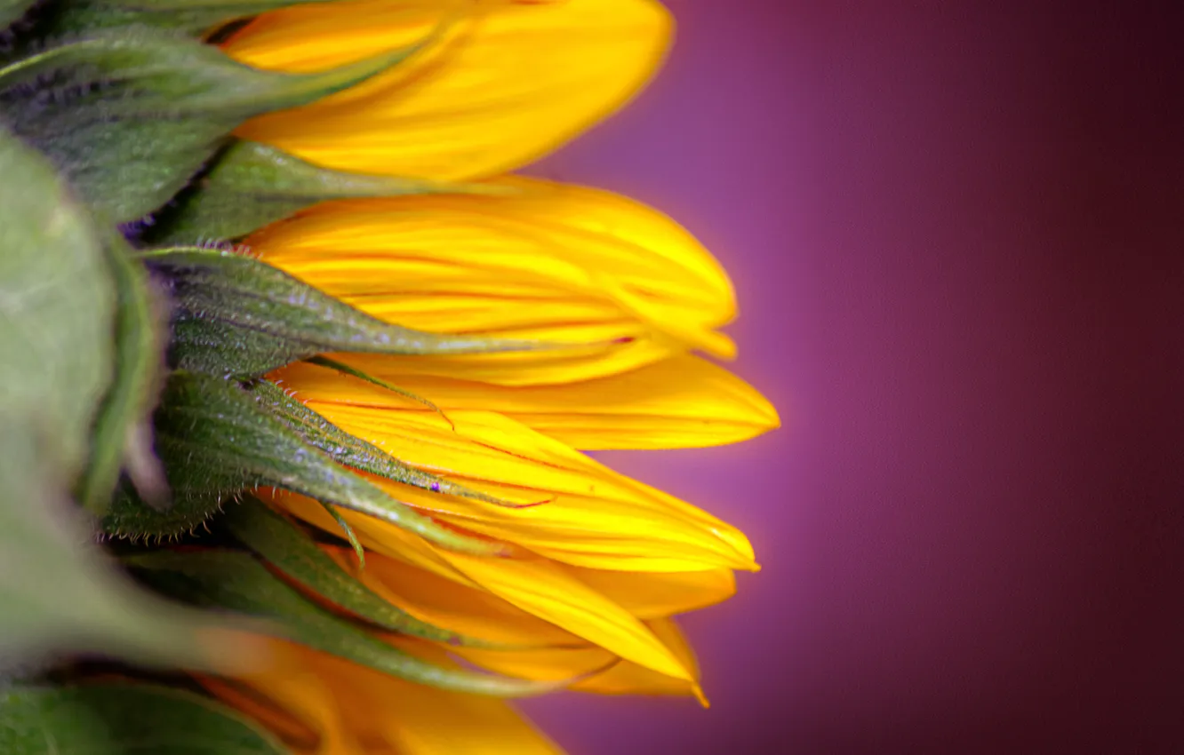 Photo wallpaper background, color, sunflower