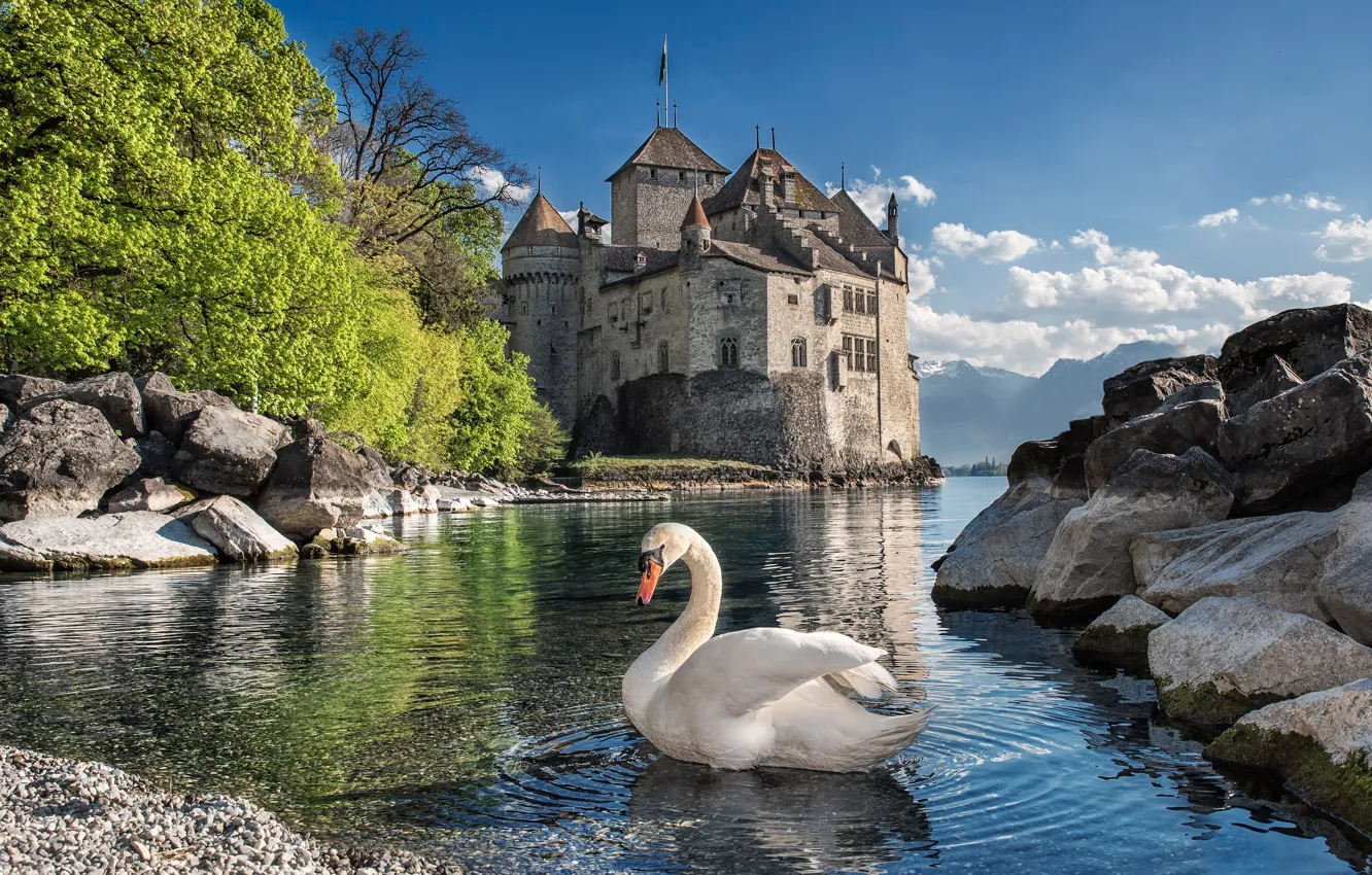 Photo wallpaper castle, bird, swans, pond