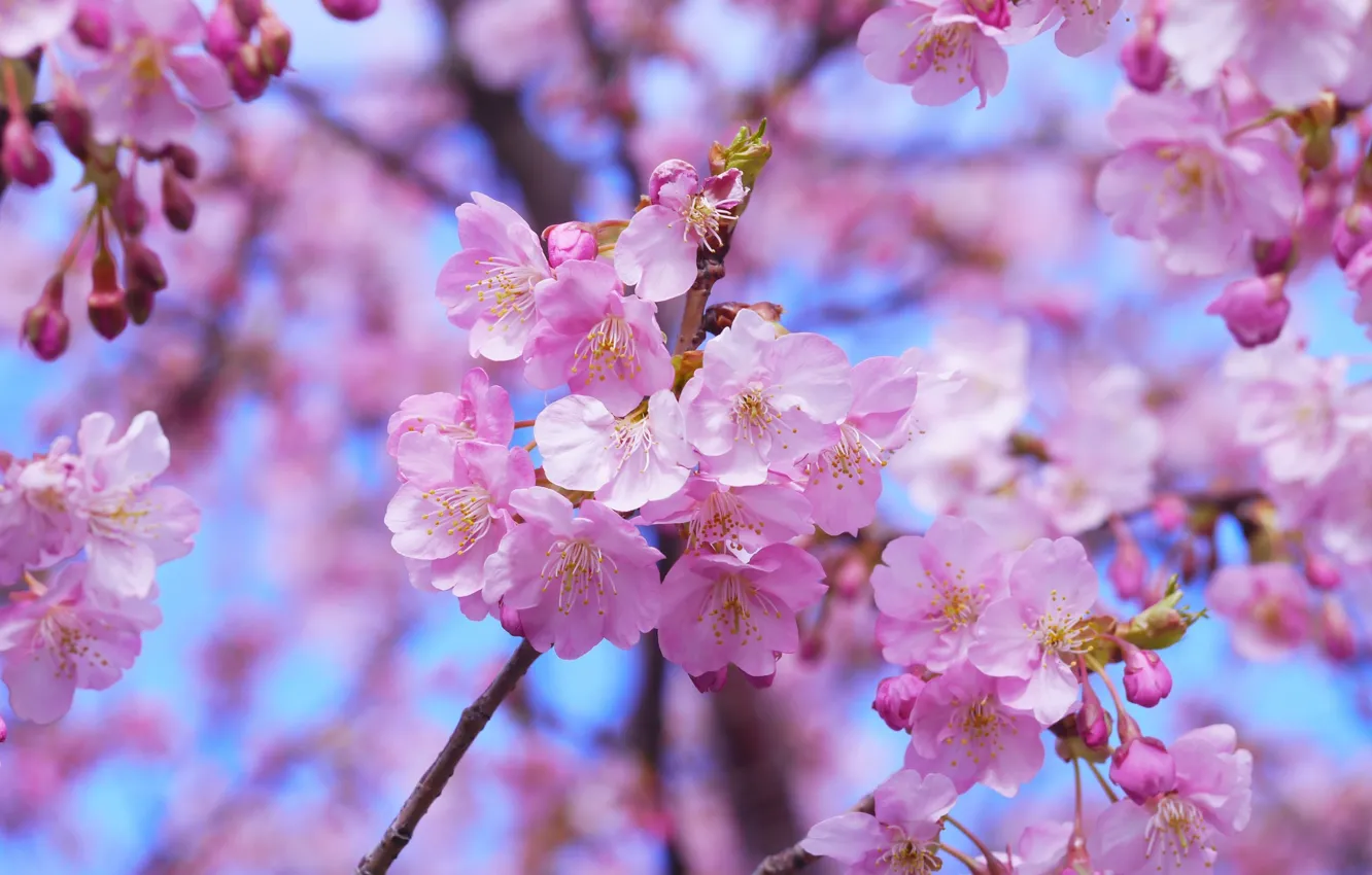 Photo wallpaper Japan, Sakura, pink, closeup