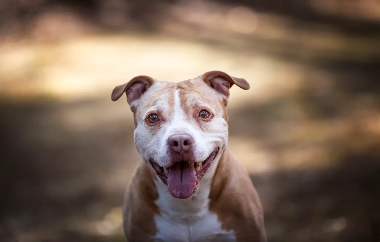 Photo wallpaper look, each, dog