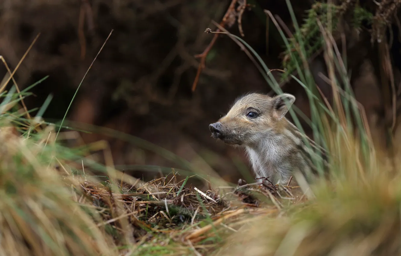 Photo wallpaper grass, branches, nature, background, baby, boar, face, cub