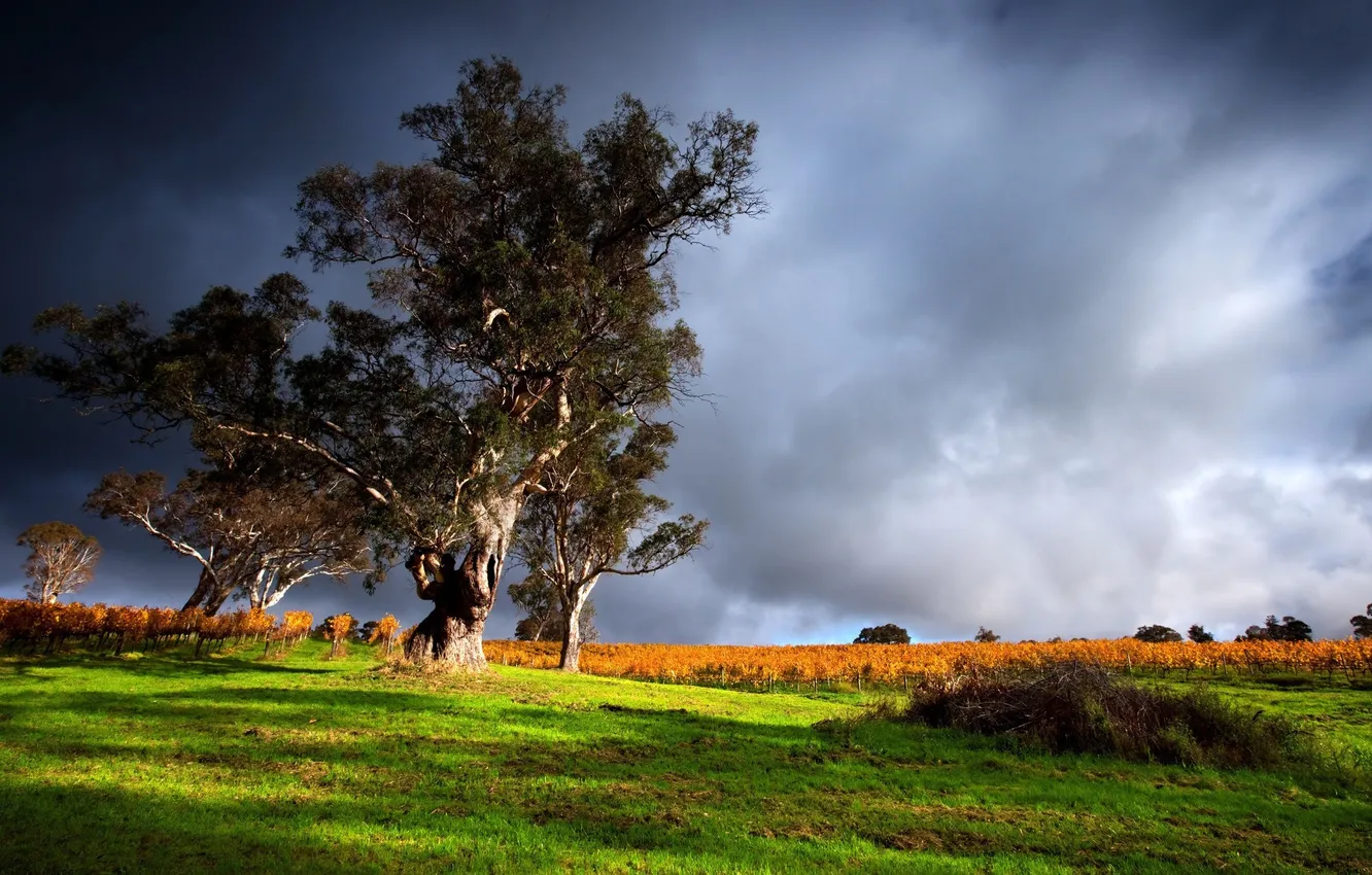 Photo wallpaper grass, storm, sky, trees, field, landscape, clouds, outdoors