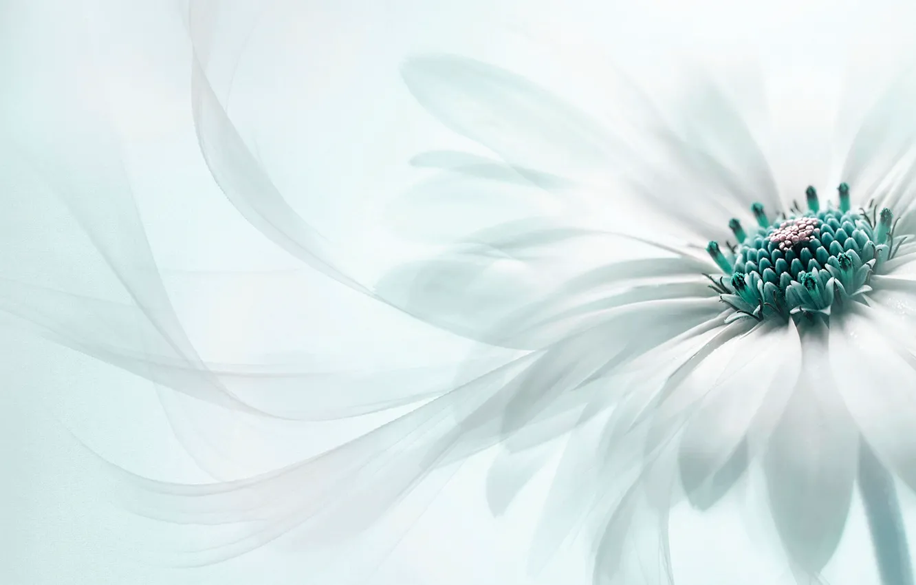 Photo wallpaper white, macro, flowers, treatment, petals, light background, Osteospermum