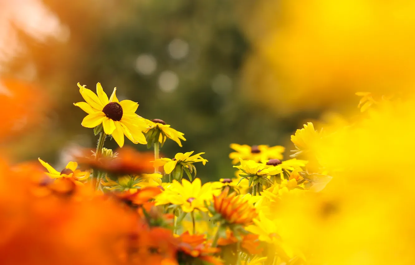 Photo wallpaper flowers, orange, yellow, garden, flowerbed, bokeh, blurred background, rudbeckia