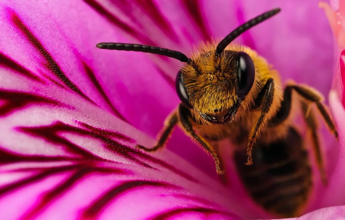 Photo wallpaper macro, flowers, bee, 150