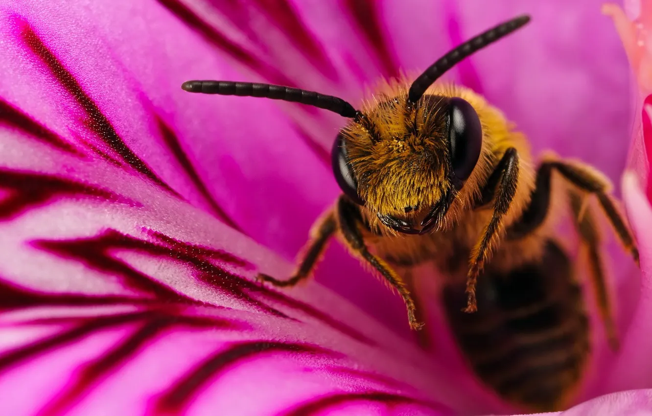 Photo wallpaper flower, macro, bee, 150