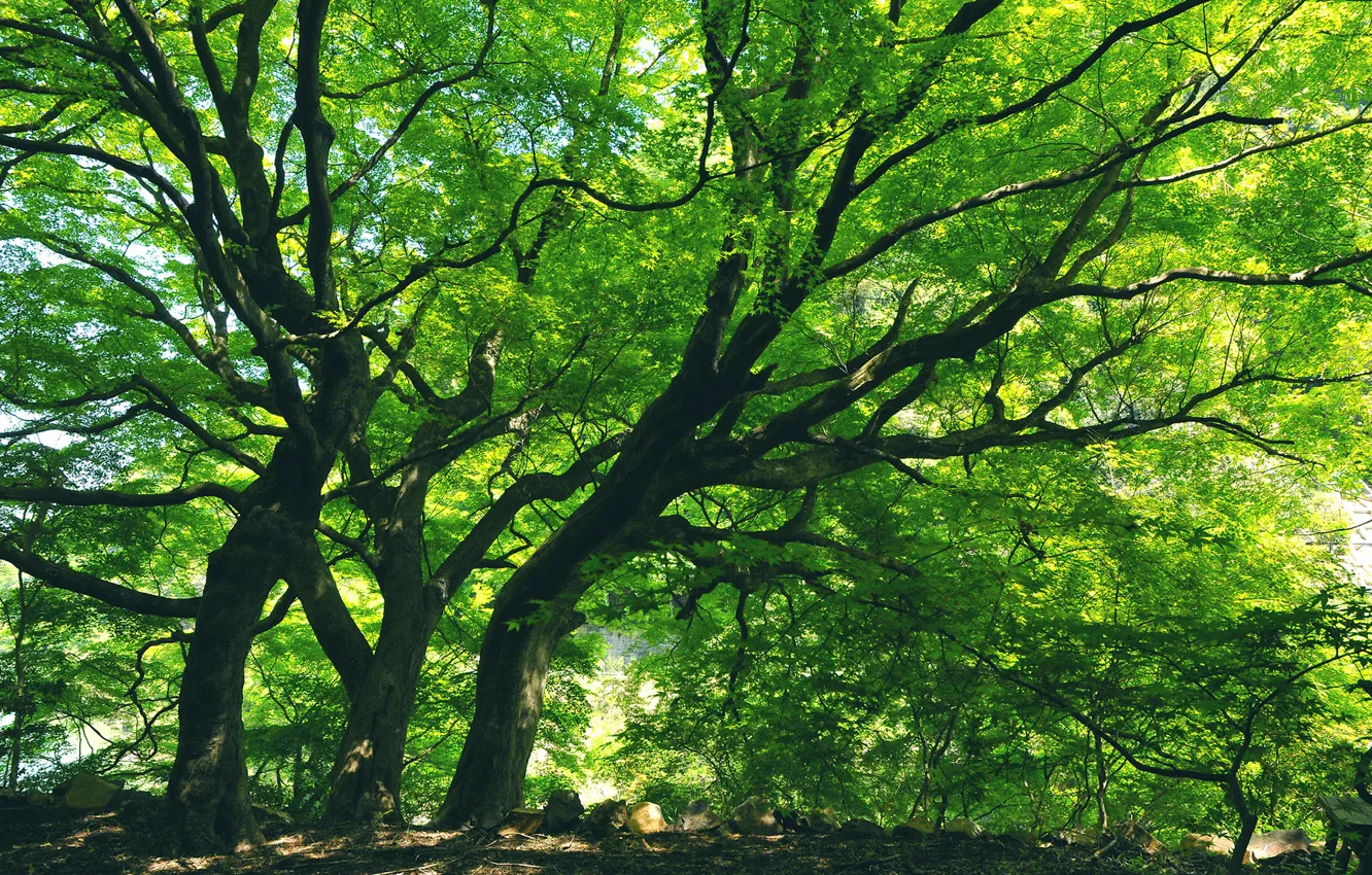 Photo wallpaper nature, scenery, amazing