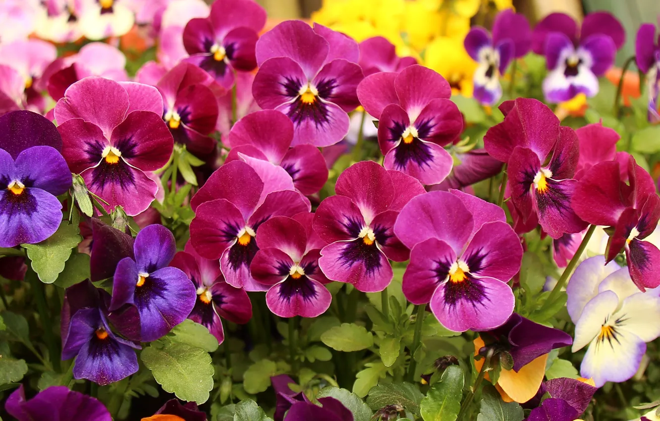 Photo wallpaper flowers, yellow, bright, garden, pink, Pansy, flowerbed, different