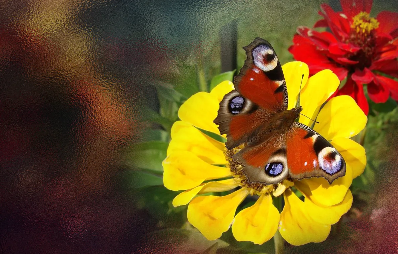 Photo wallpaper summer, flowers, butterfly, the Wallpapers, author's photo by Elena Anikina