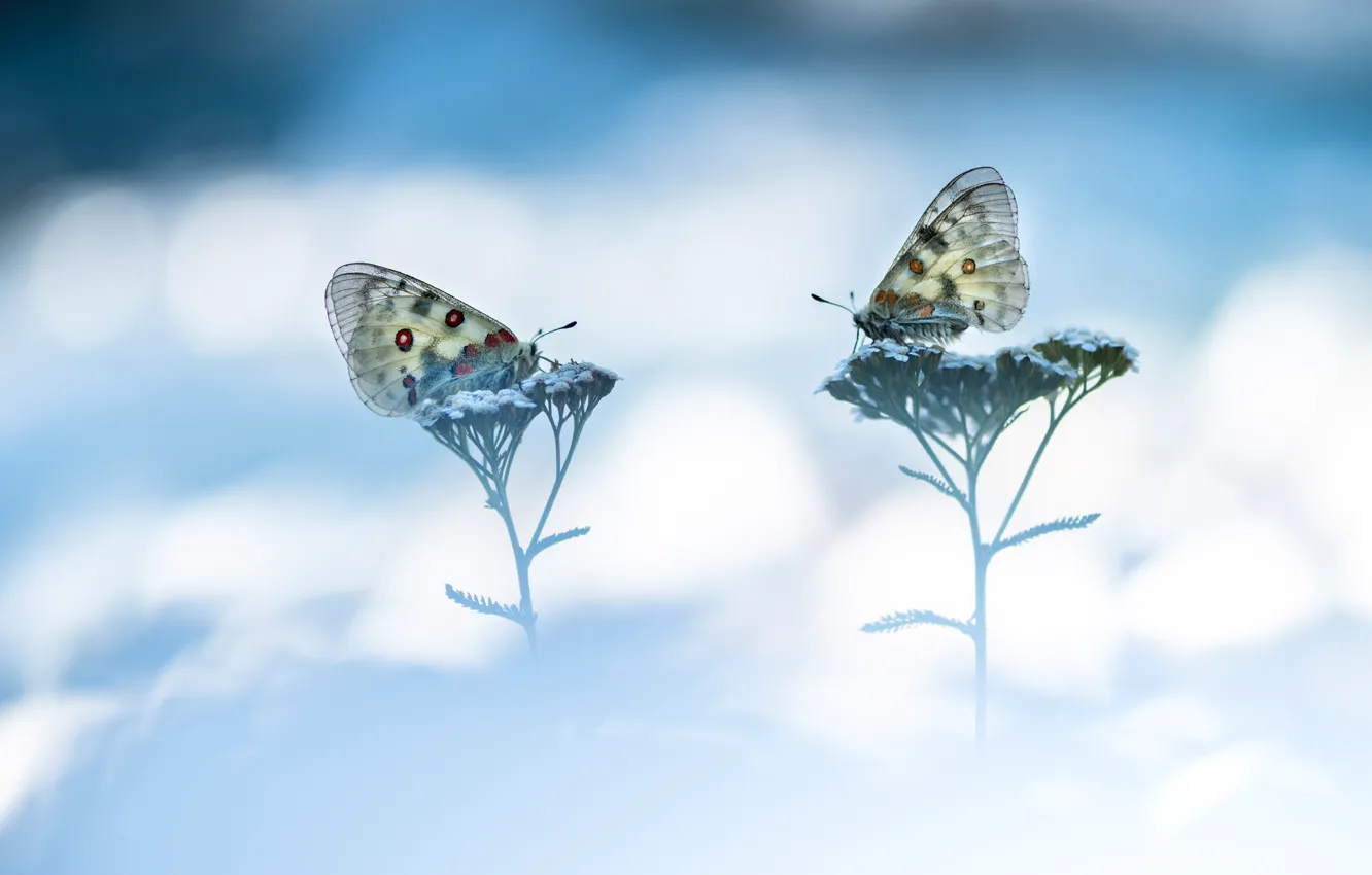 Photo wallpaper macro, butterfly, bokeh