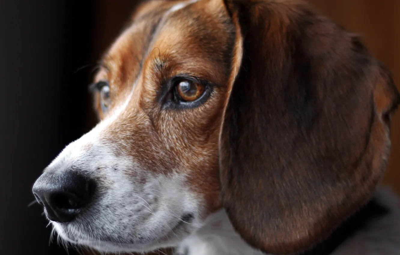 Photo wallpaper beagle, canine, tri-colour