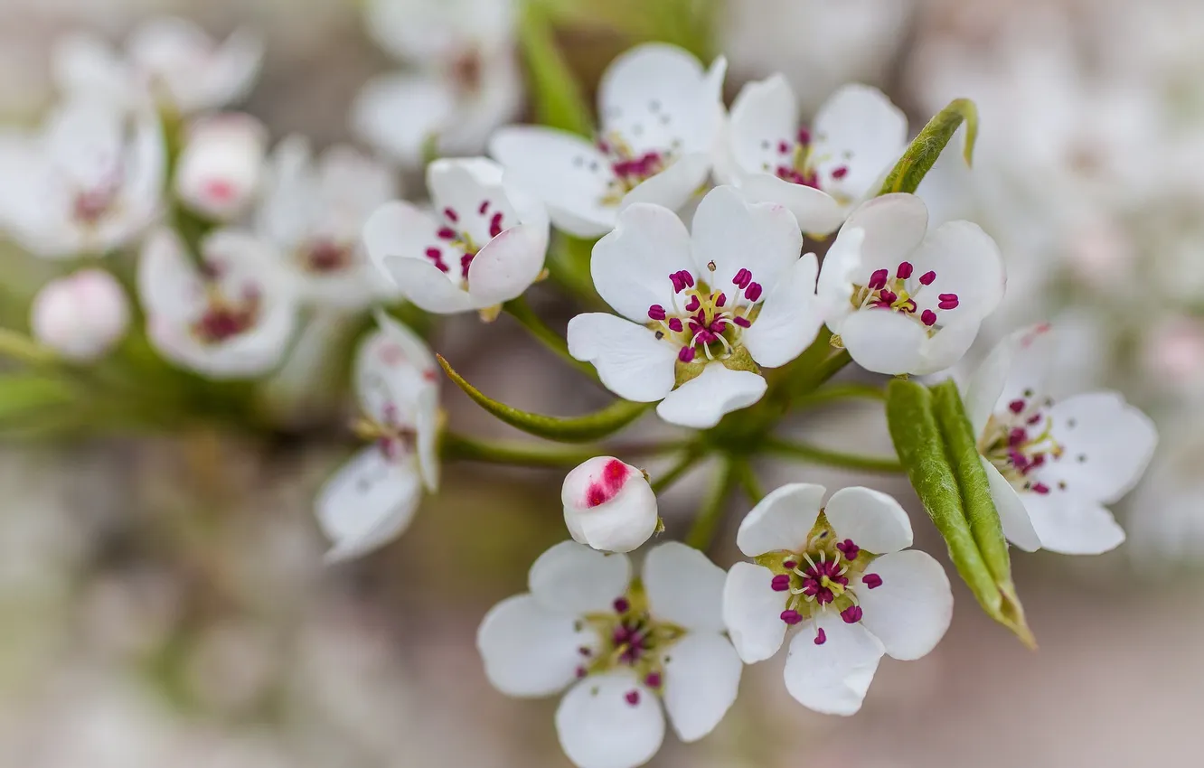 Photo wallpaper leaves, flowers, nature, pear, white petals