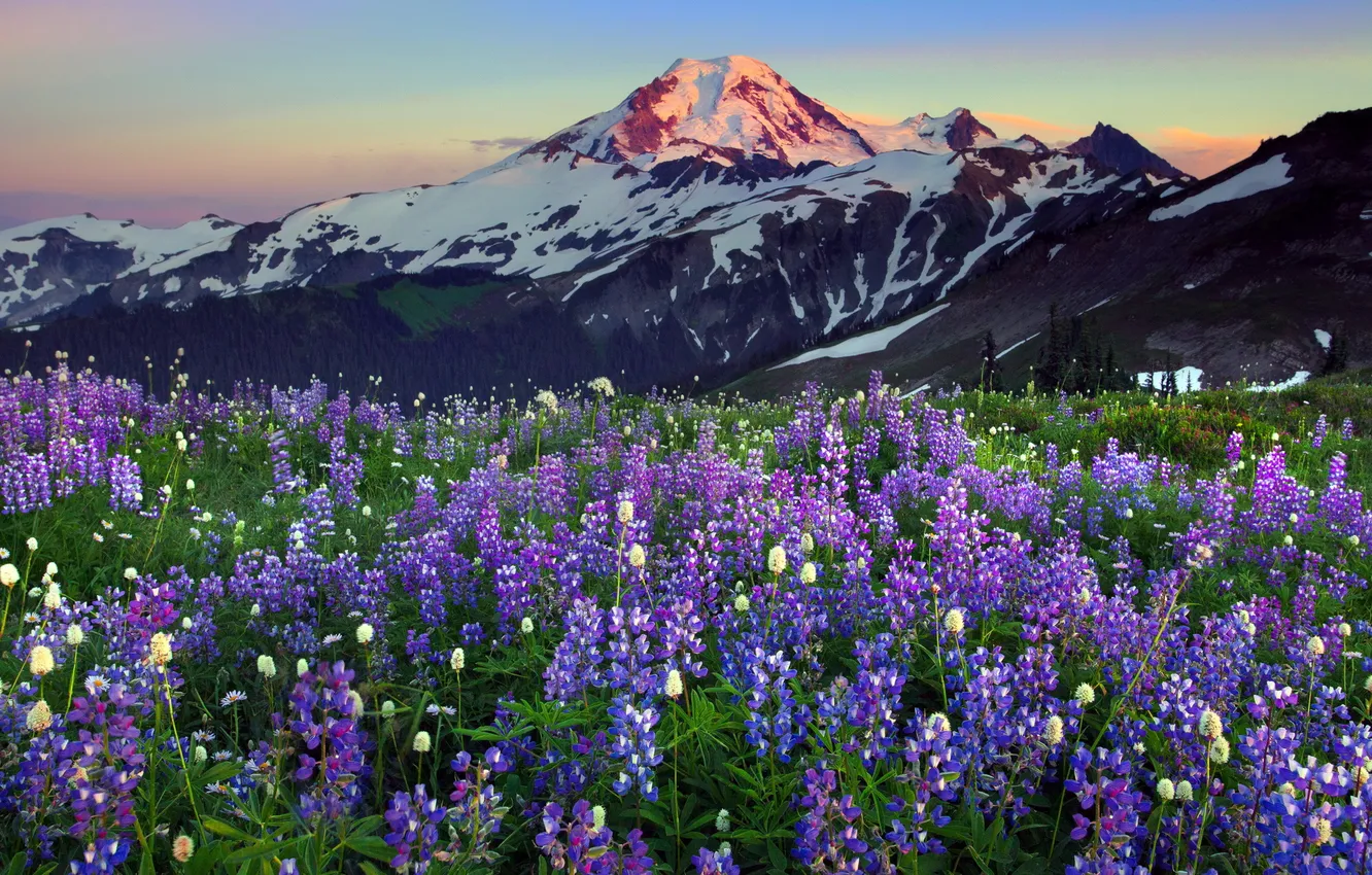 Photo wallpaper landscape, flowers, mountains, nature