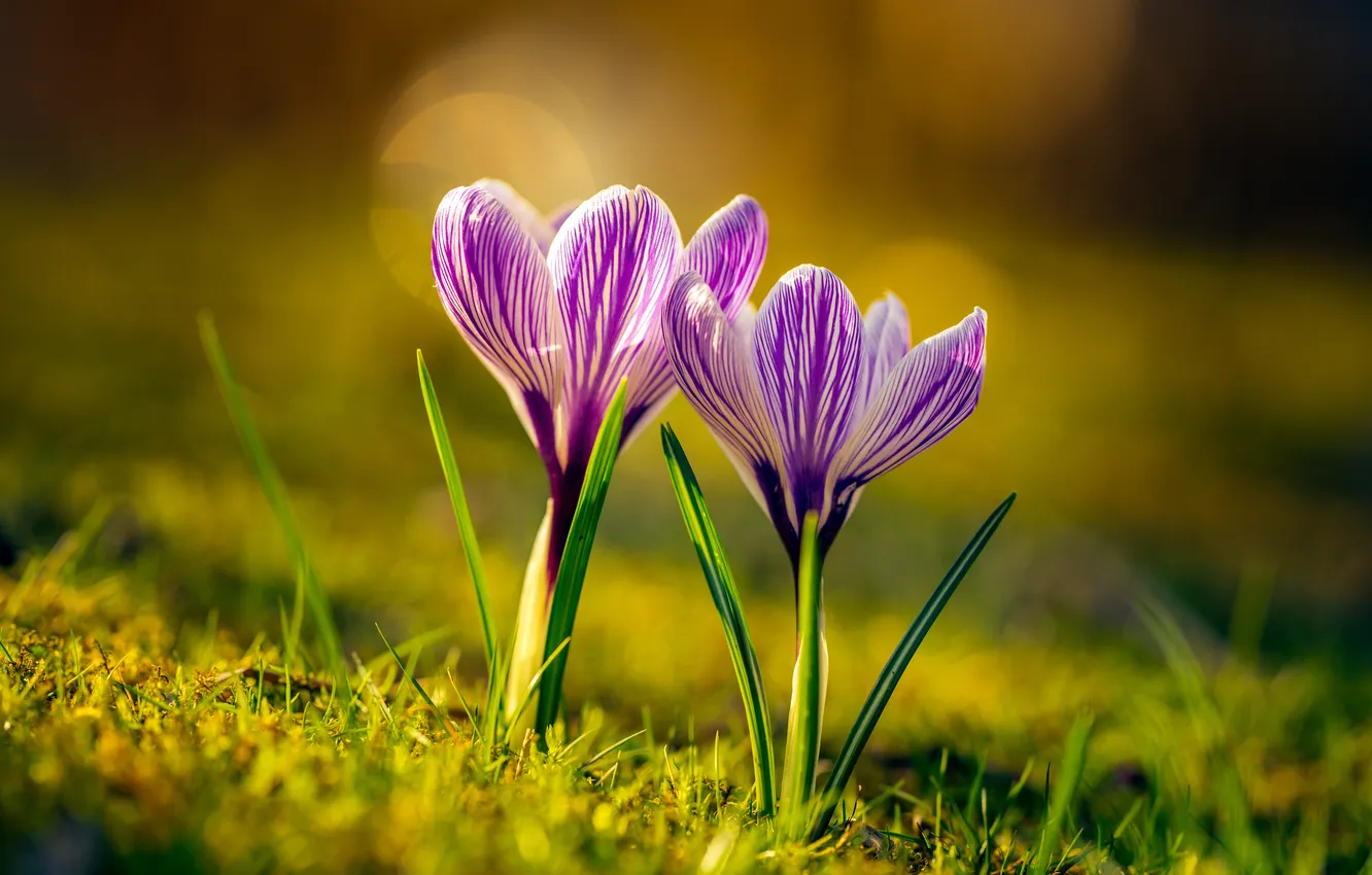 Photo wallpaper spring, crocuses, Duo