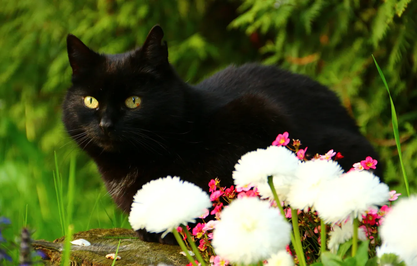 Photo wallpaper cat, look, flowers, black cat