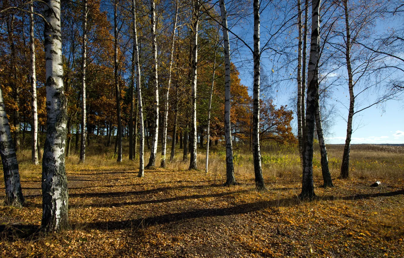 Photo wallpaper autumn, nature, deevia