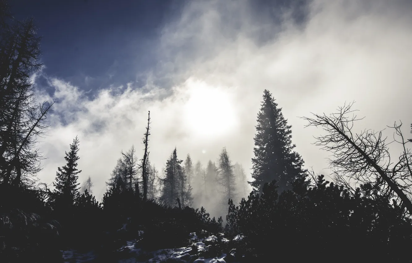 Photo wallpaper trees, nature, winter, snow, fog