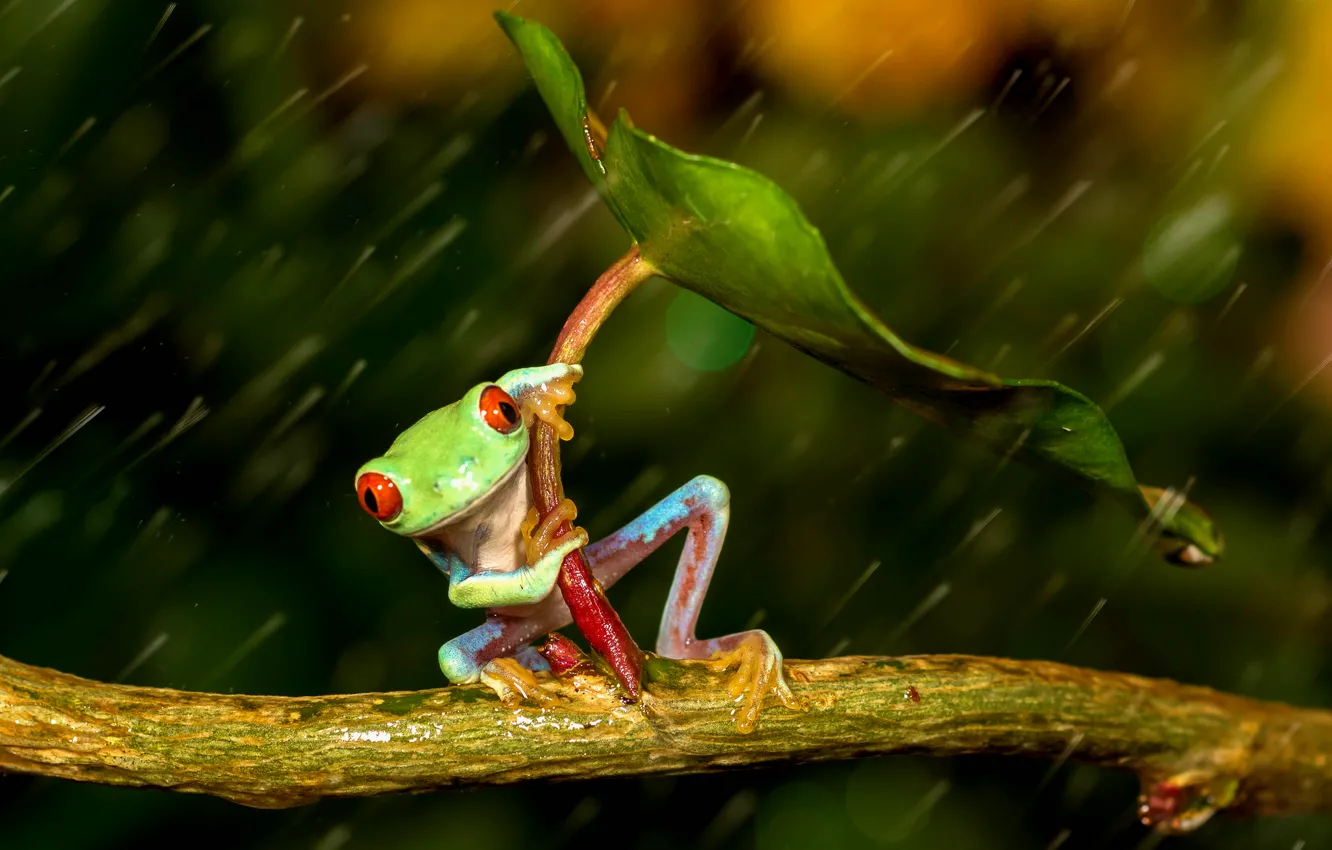 Photo wallpaper leaves, green, rain, frog, legs, umbrella, colorful, rain