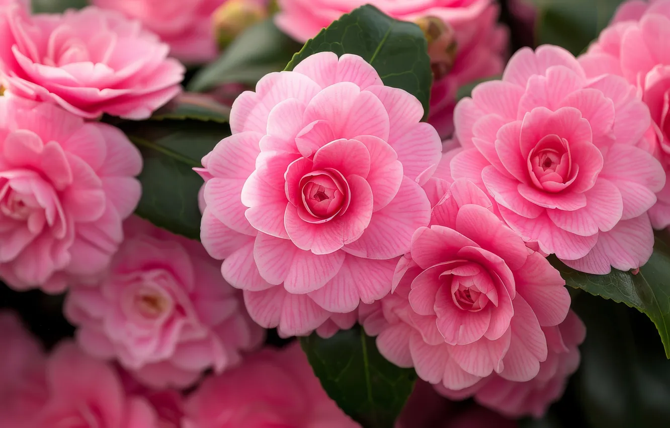 Photo wallpaper leaves, flowers, branches, spring, pink, flowering, Camellia, AI art