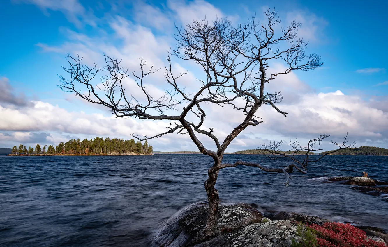 Photo wallpaper trees, lake, Finland, Inari