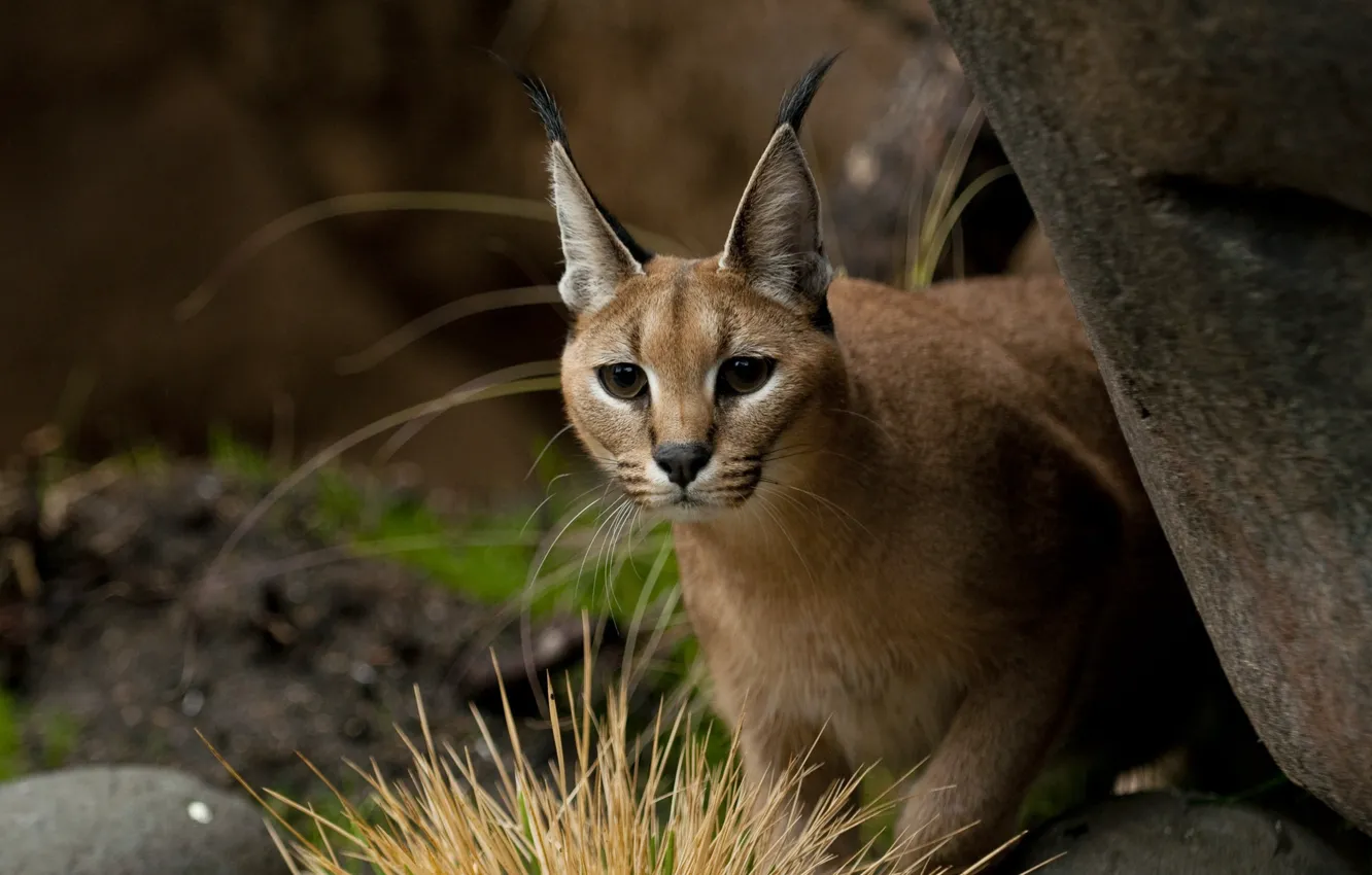 Photo wallpaper nature, blurred background, Caracal
