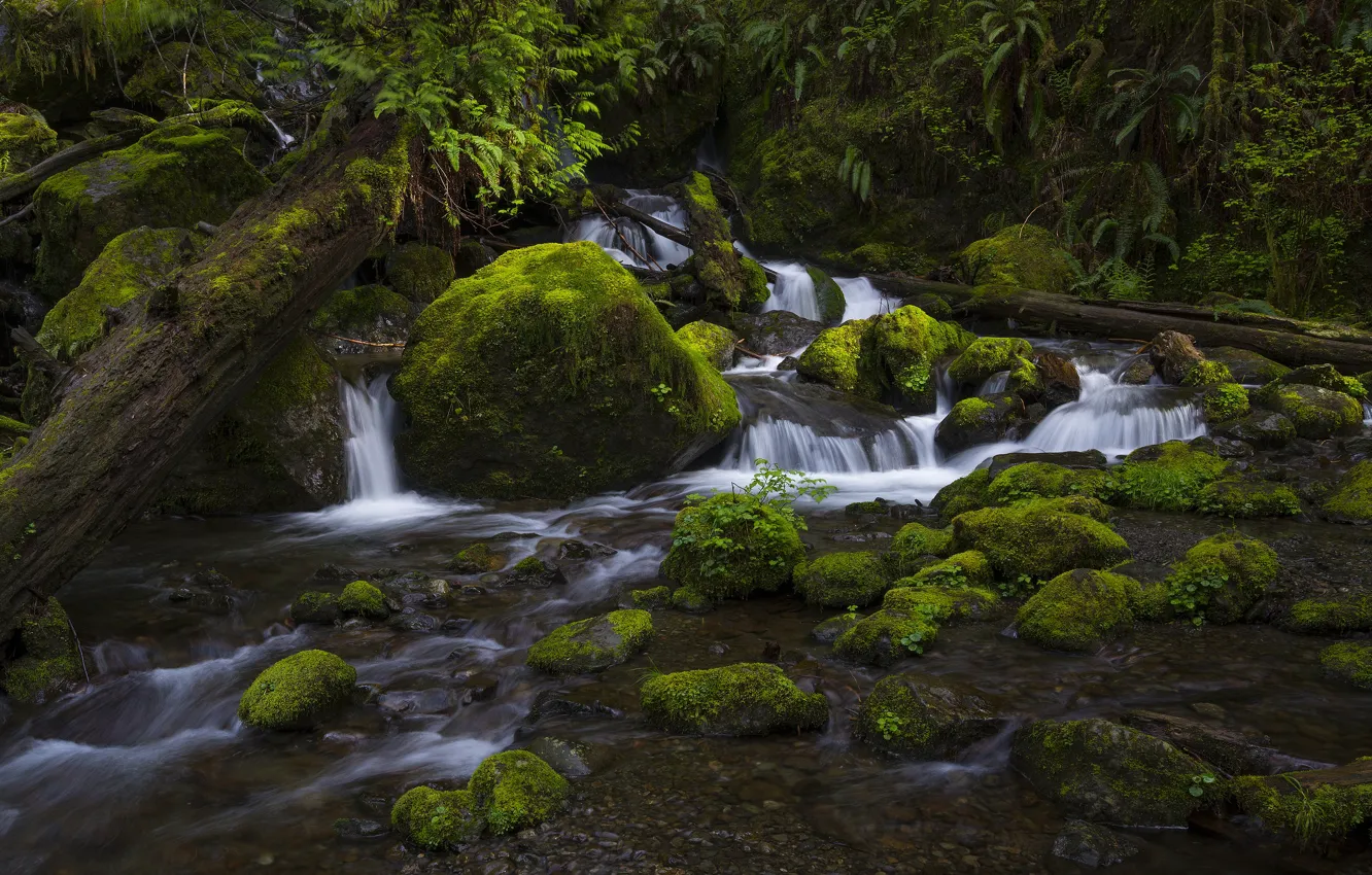 Photo wallpaper forest, stones, thickets, waterfall, moss, log