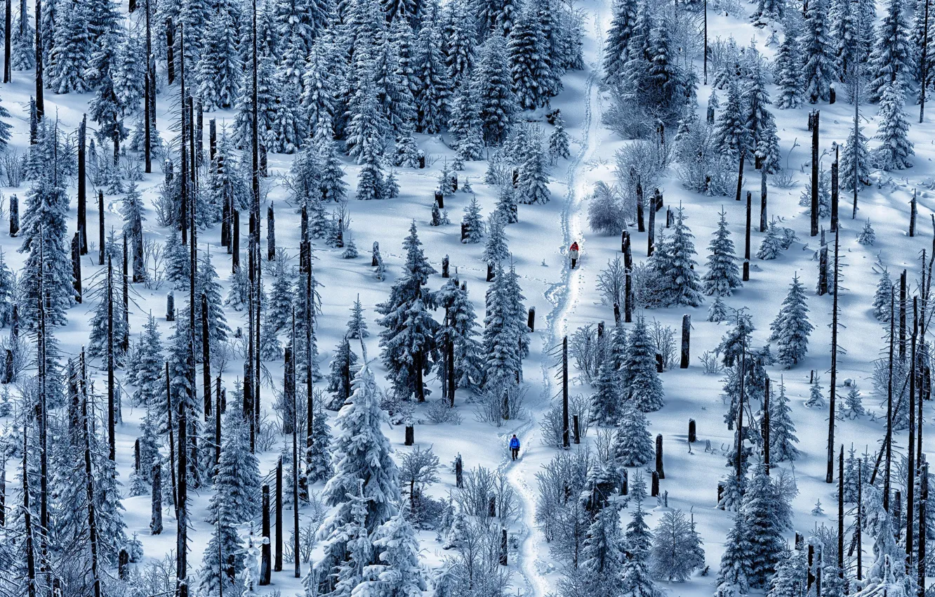 Photo wallpaper forest, snow, people