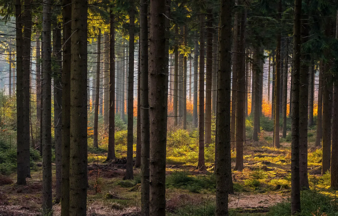 Photo wallpaper autumn, forest, light, trees, branches, fog, haze, trunk