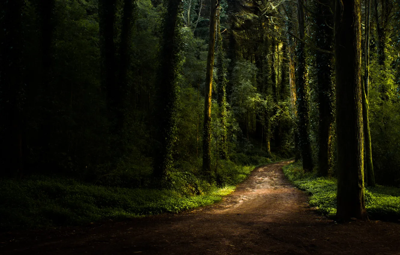 Photo wallpaper road, forest, summer