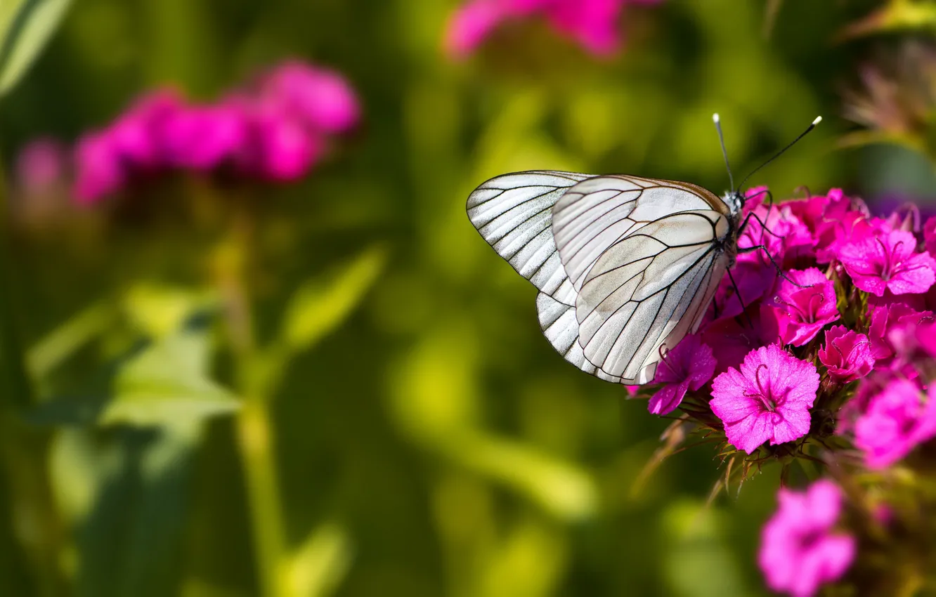 Photo wallpaper macro, butterfly, flowers, insects, nature, green, background, butterfly