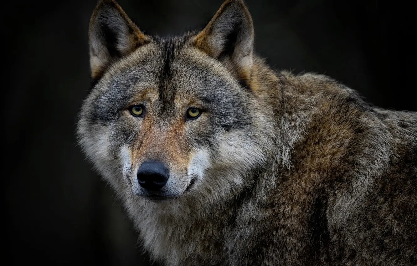 Photo wallpaper Predator, nature, snow, face, animal, wolf, canis lupus, wildlife