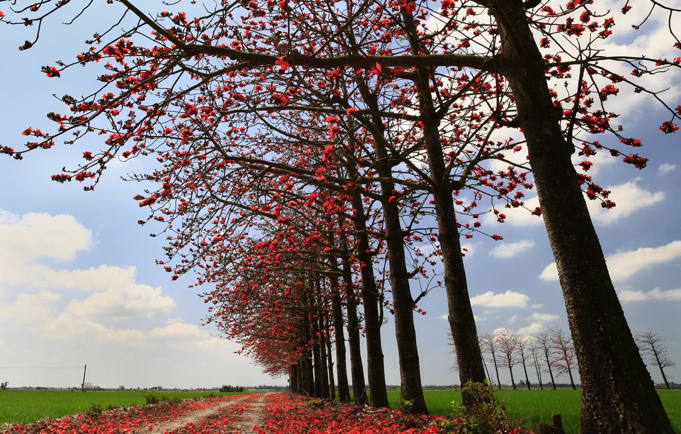 Photo wallpaper road, field, autumn, the sky, leaves, trees