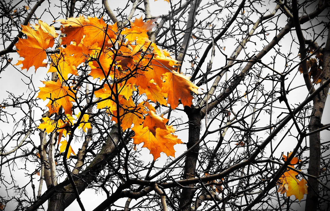 Photo wallpaper autumn, leaves, trees, yellow.