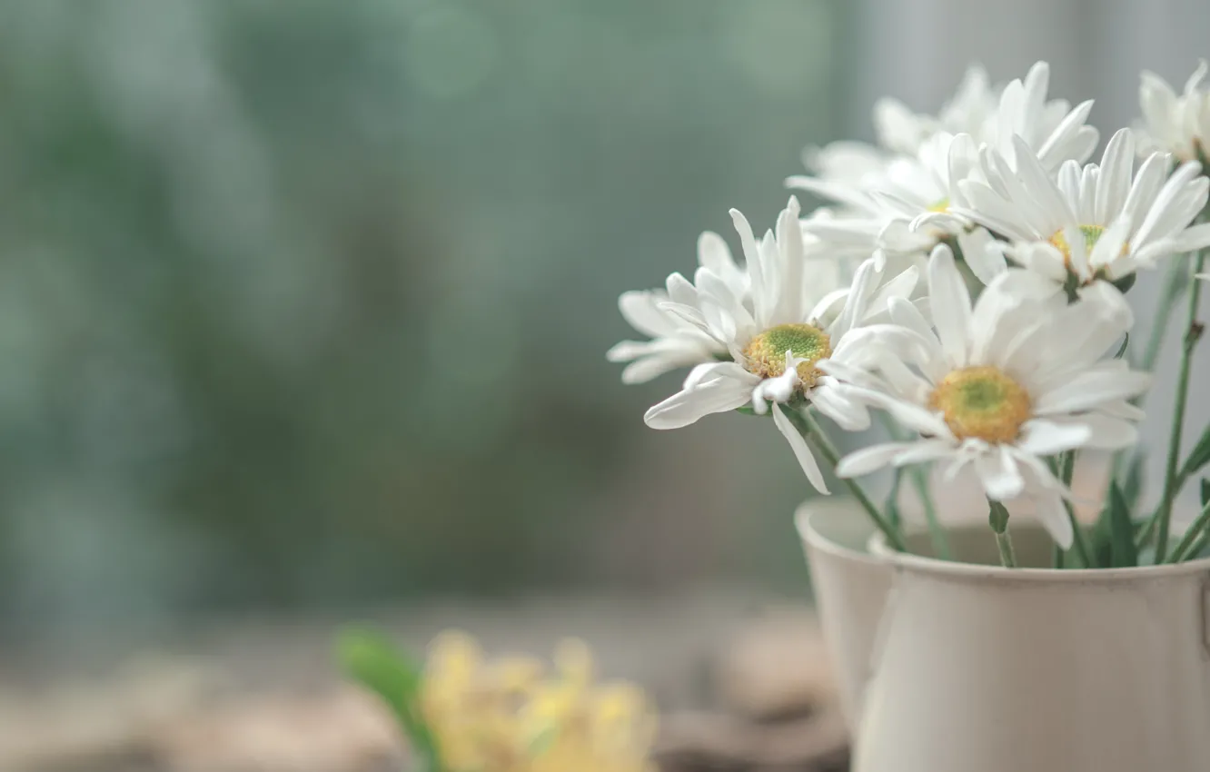 Photo wallpaper chamomile, a bunch, bokeh