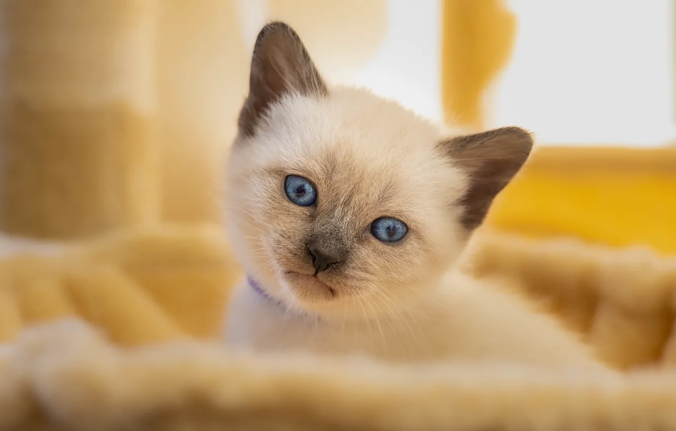 Photo wallpaper look, baby, muzzle, kitty, blue eyes, Siamese cat