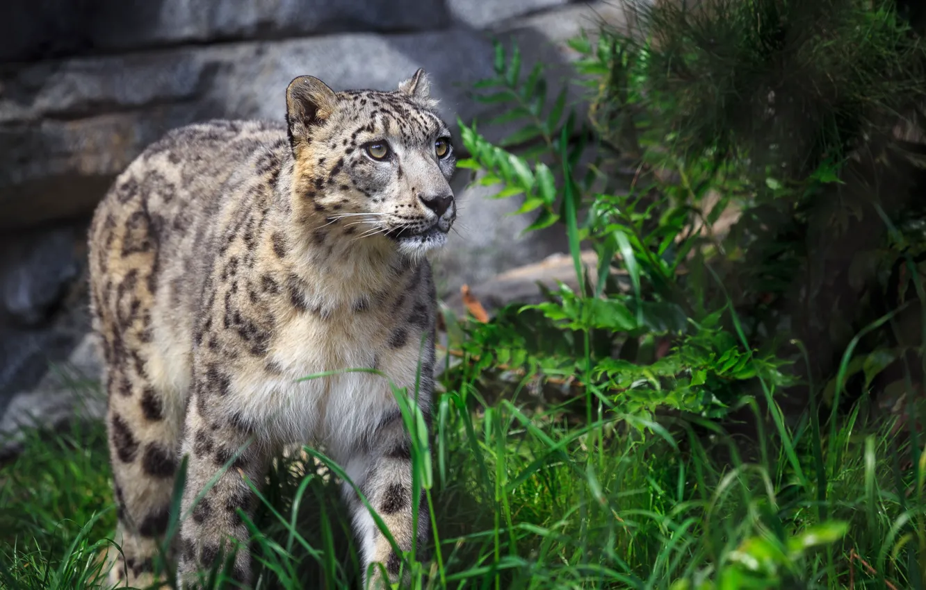 Photo wallpaper greens, grass, look, stones, IRBIS, snow leopard, walk, the bushes