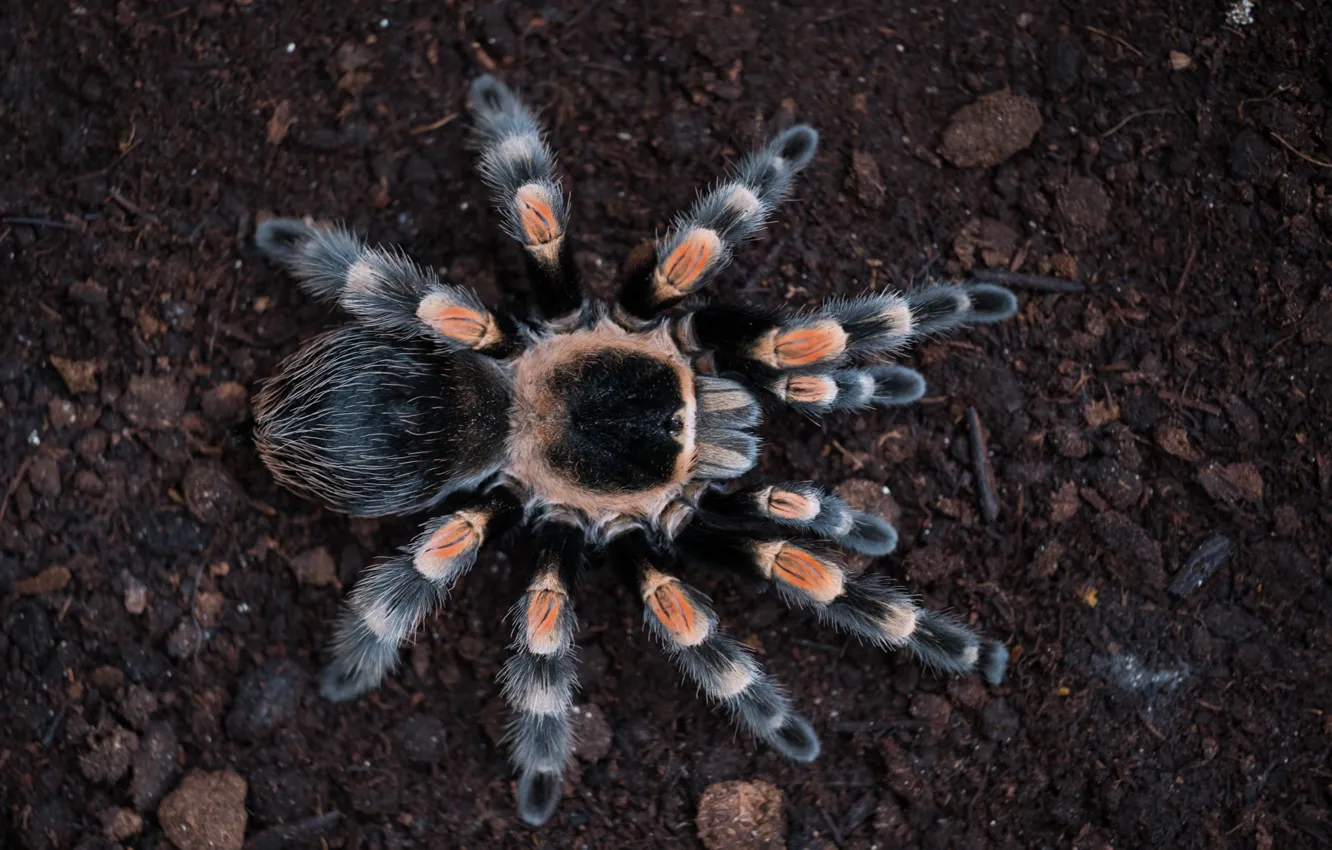Photo wallpaper spider, hairs, tarantula