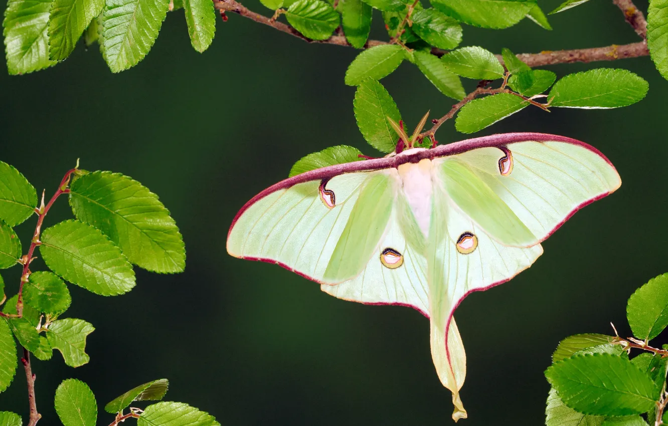 Photo wallpaper leaves, USA, USA, bokeh, Texas, Texas, elm, Elm Tree