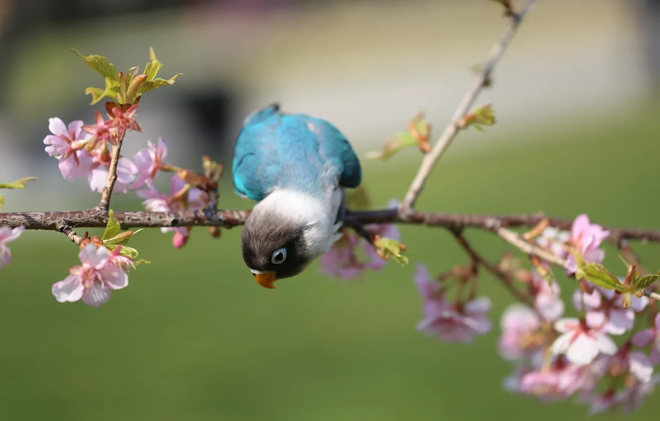 Photo wallpaper flowers, branches, bird, parrot, flowering