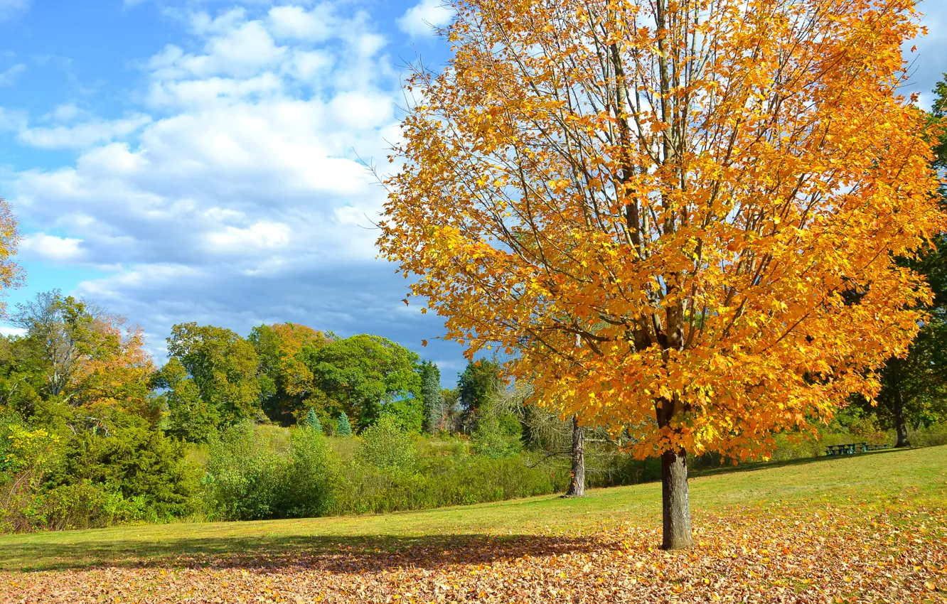 Photo wallpaper field, autumn, leaves, tree, Autumn