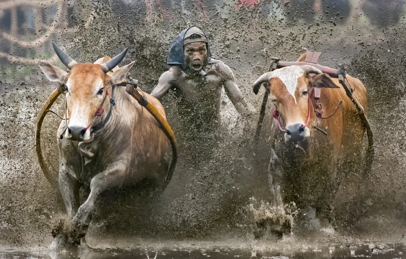 Photo wallpaper sport, Indonesia, cow race