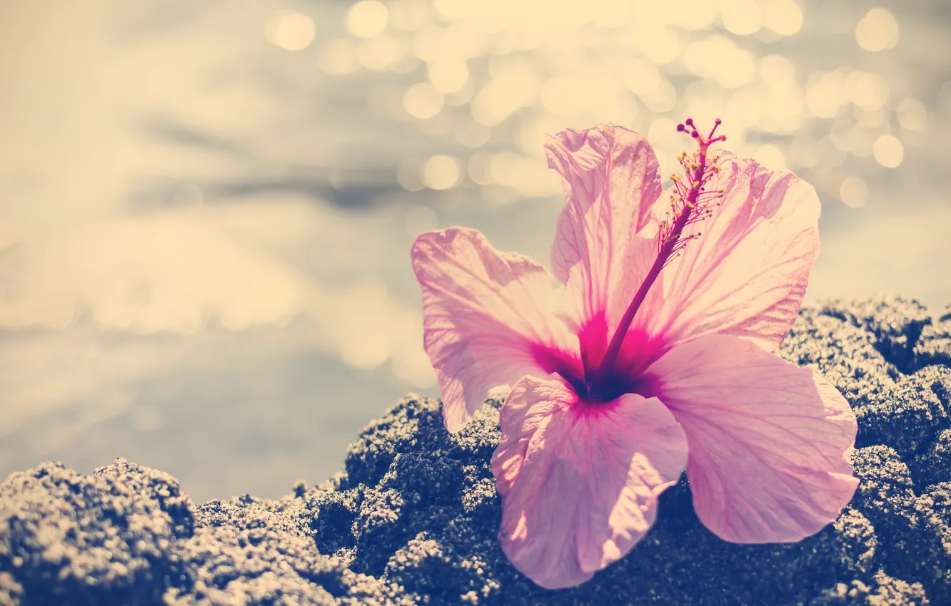 Photo wallpaper flowers, petals, pink