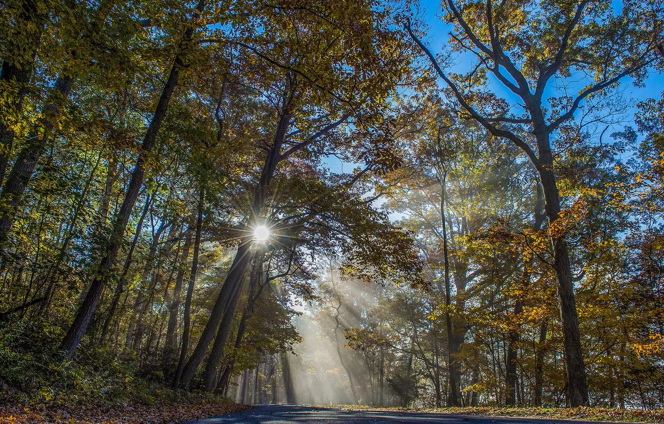 Photo wallpaper road, forest, rays, trees
