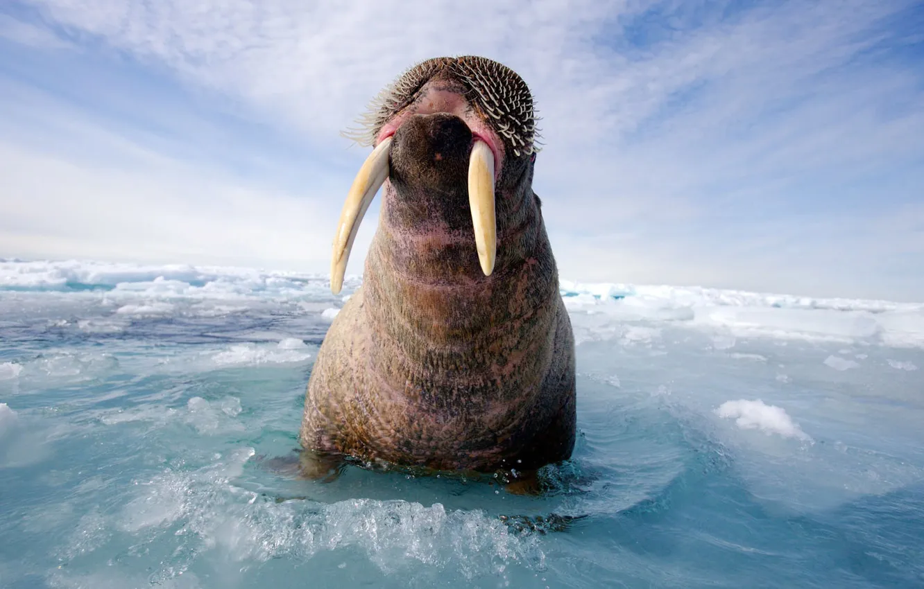Photo wallpaper water, ice, walrus