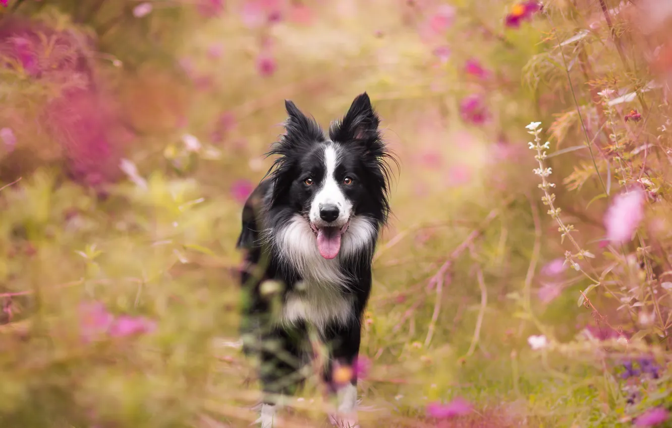 Photo wallpaper look, each, dog