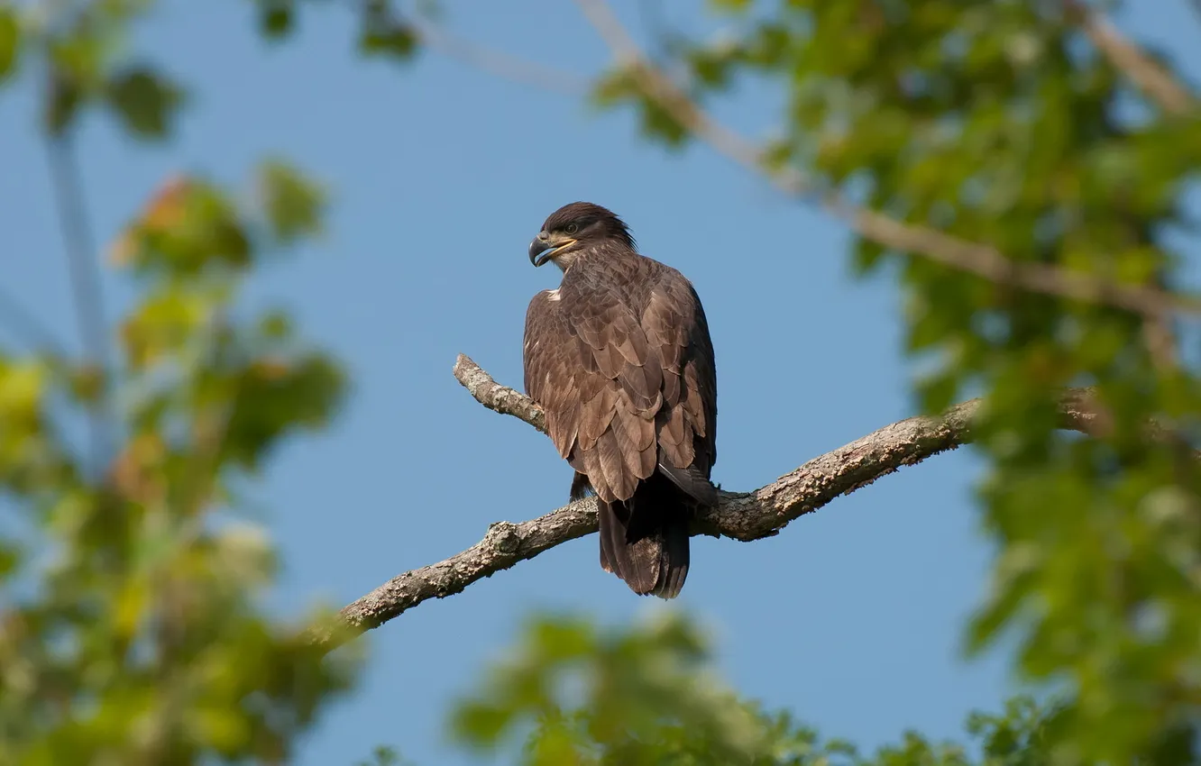 Photo wallpaper the sky, bird, The Eaglet