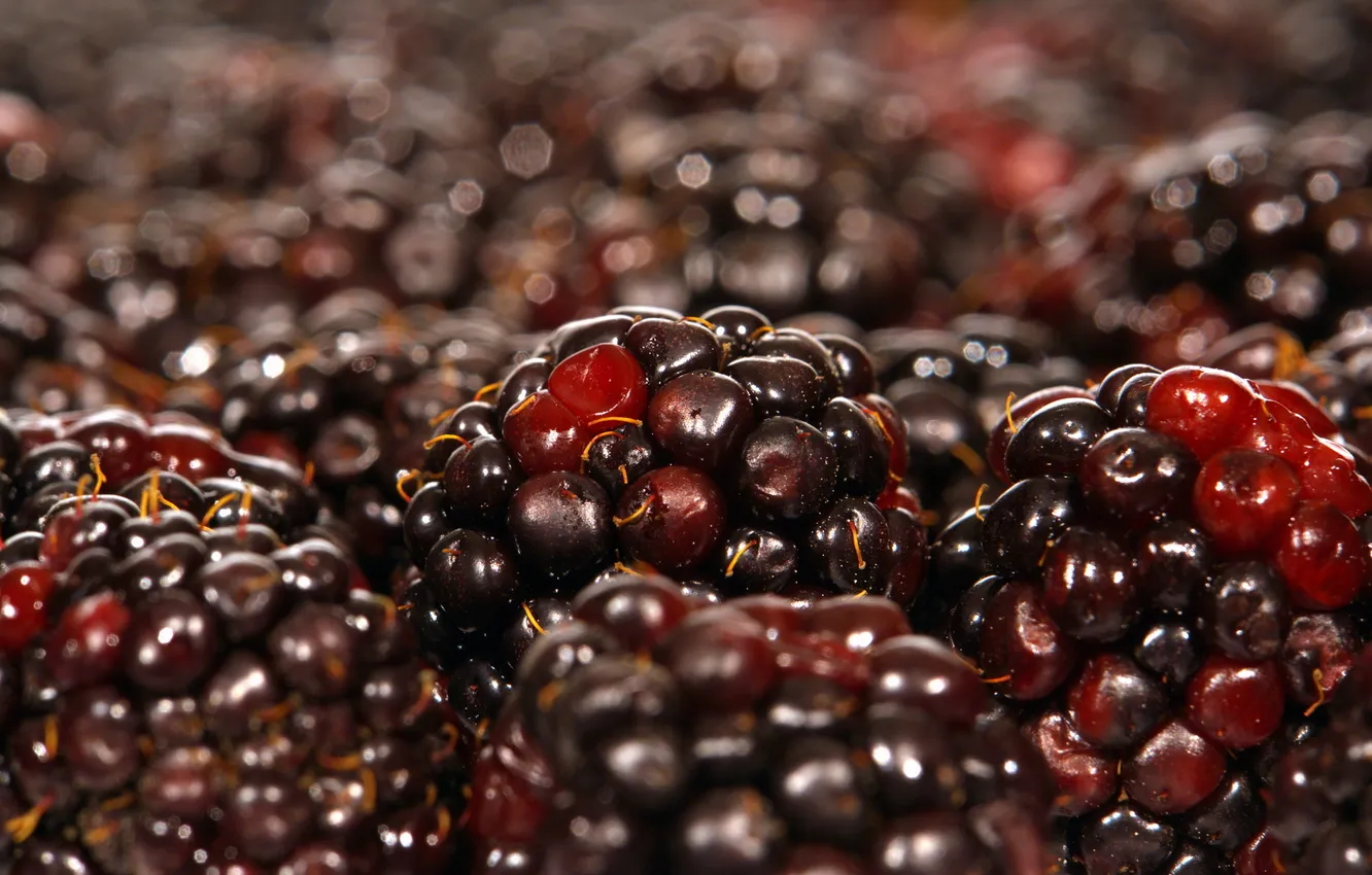Photo wallpaper macro, berries, macro, BlackBerry, berries