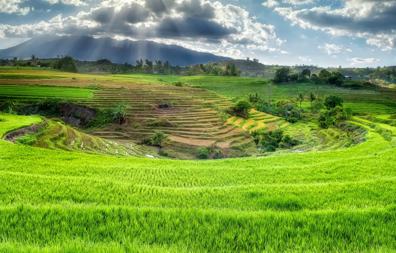 Photo wallpaper rice fields, Philippines, Canlaon