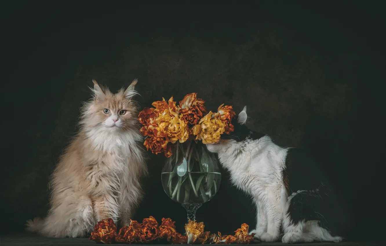 Photo wallpaper cat, cat, flowers